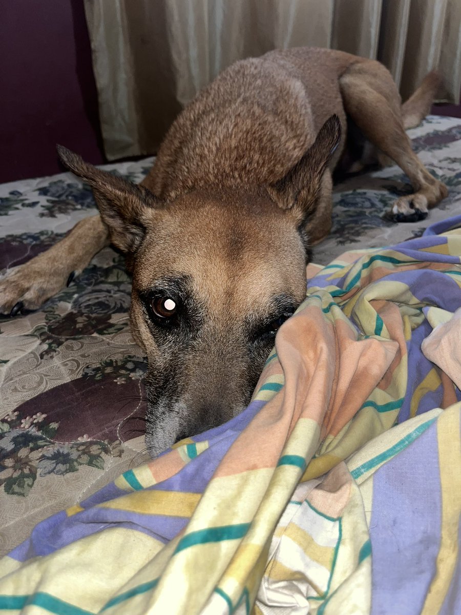 summeeery's tweet photo. Dios mío como puedo extrañar tanto a Duke y lo vi en la tarde https://t.co/NS6G9Iwbrt