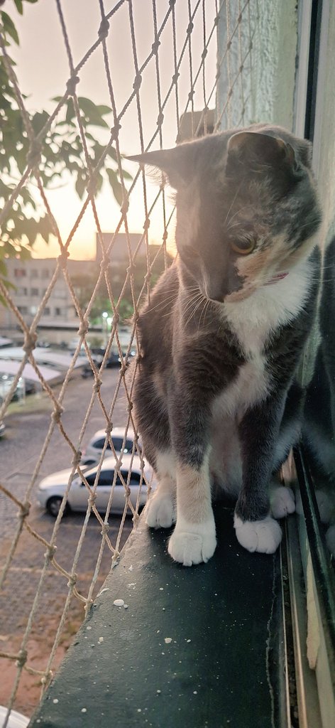 Alice 🃏 tweet media