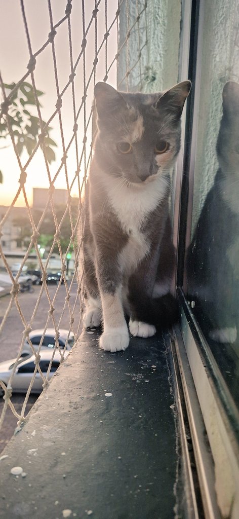 Alice 🃏 tweet media