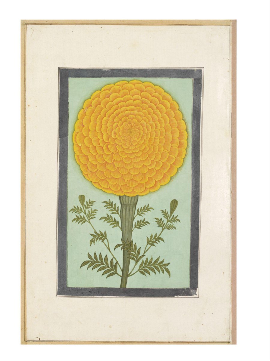 This summer at the Attingham Summer School, I encountered one of my favourite Mughal miniatures for the first time in person - the Marigold from the Clive Album, on loan from <a href="/V_and_A/">V&A</a> to Chatsworth House.