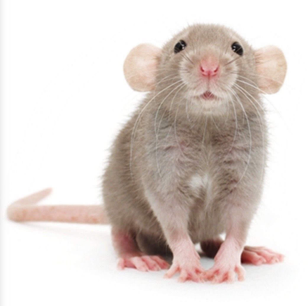 basketofyumes's tweet image. A new basket has been filled with gifts for @Toesprinkle from Thumper / Locust!

Inside is a… random mouse?!

Oh, look at that! There's also a letter, that reads "Take”