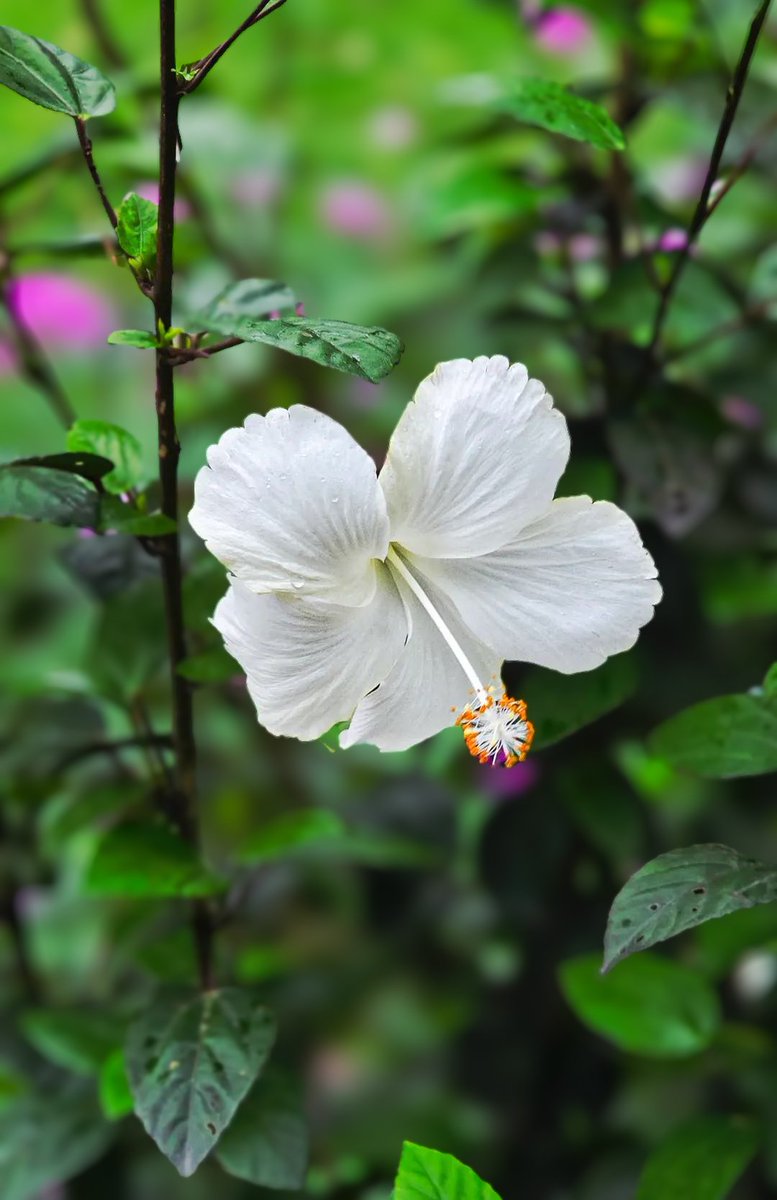 Atar Zhu (@atarzhu) on Twitter photo 