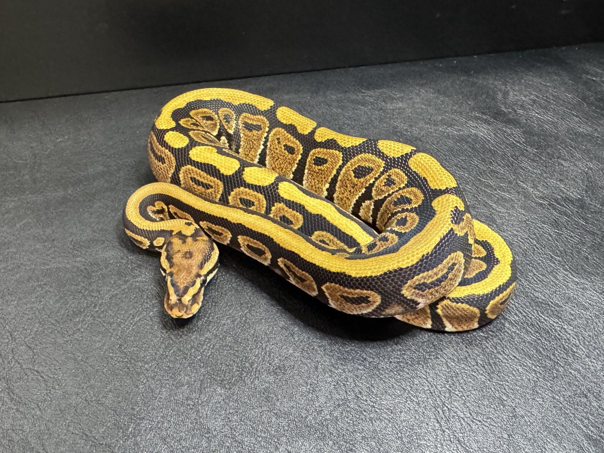 最近の子は可愛い角度をよくご存知で

Cinnamon SN YB Clown ♂
Spotnose Het  Clown 50% Ultramel ♀

#ボールパイソン