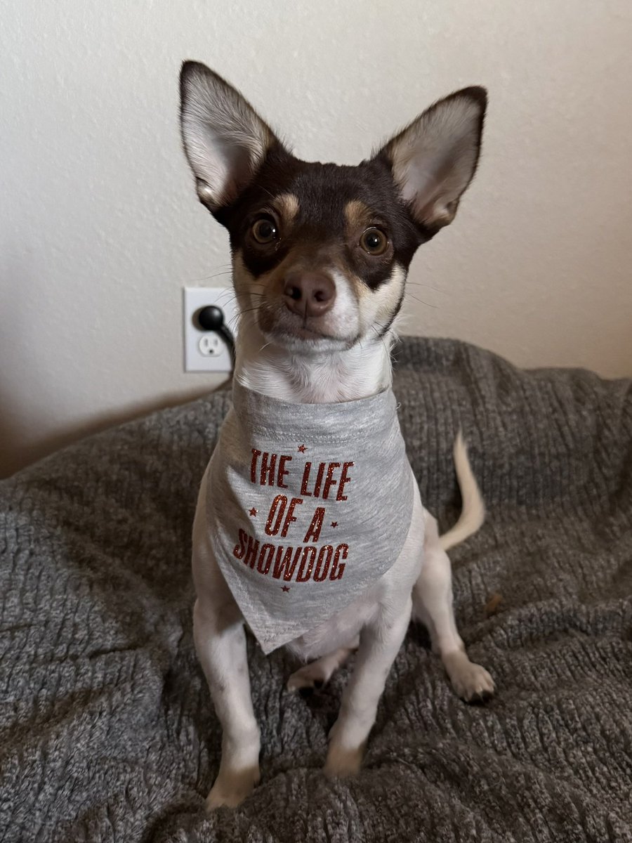 siameseifyouplz's tweet photo. @taylornation13 My pup is ready! ❤️‍🔥❤️‍🔥❤️‍🔥 #TSTheLifeofaShowgirl https://t.co/zNQOrp9eRb