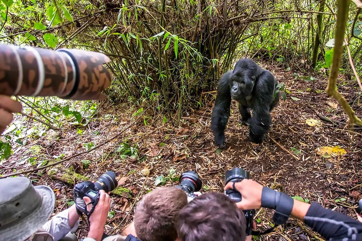 DagizTravel's tweet photo. 📸 Primate Trek Photography Tips 🦍

✔️ No flash
✔️ Zoom lens for close-ups
✔️ Steady hands / monopod
✔️ Include forest setting 🌳
✔️ Be patient for natural moments
✔️ Protect gear from rain 🌧️
Capture magic, respect primates 🌿
#DagizTravel #WildlifePhotography https://t.co/nnQXi9Ln7c