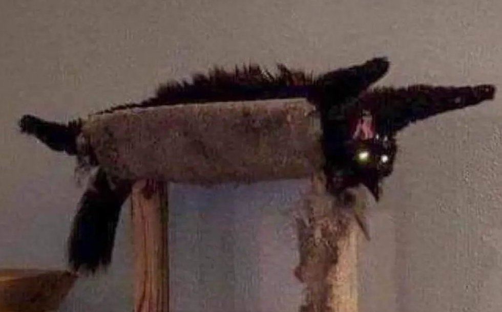 Los gatos son sanadores, absorben toda la mala vibra.
El gato de la maestra en octubre: