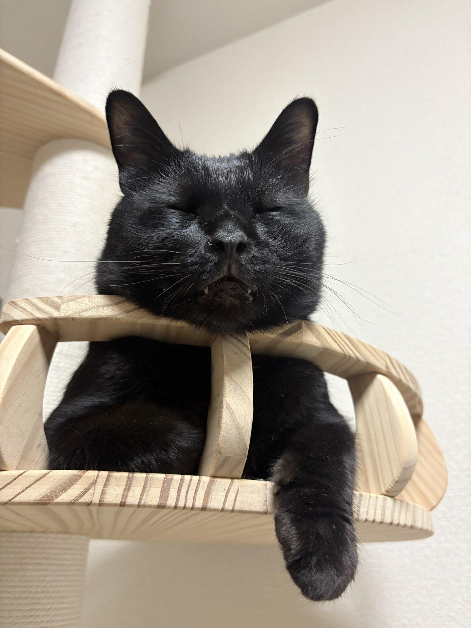 ねこ♡ページ くらはしれいポストカード ねことわたし 猫絵葉書1枚 ネコ