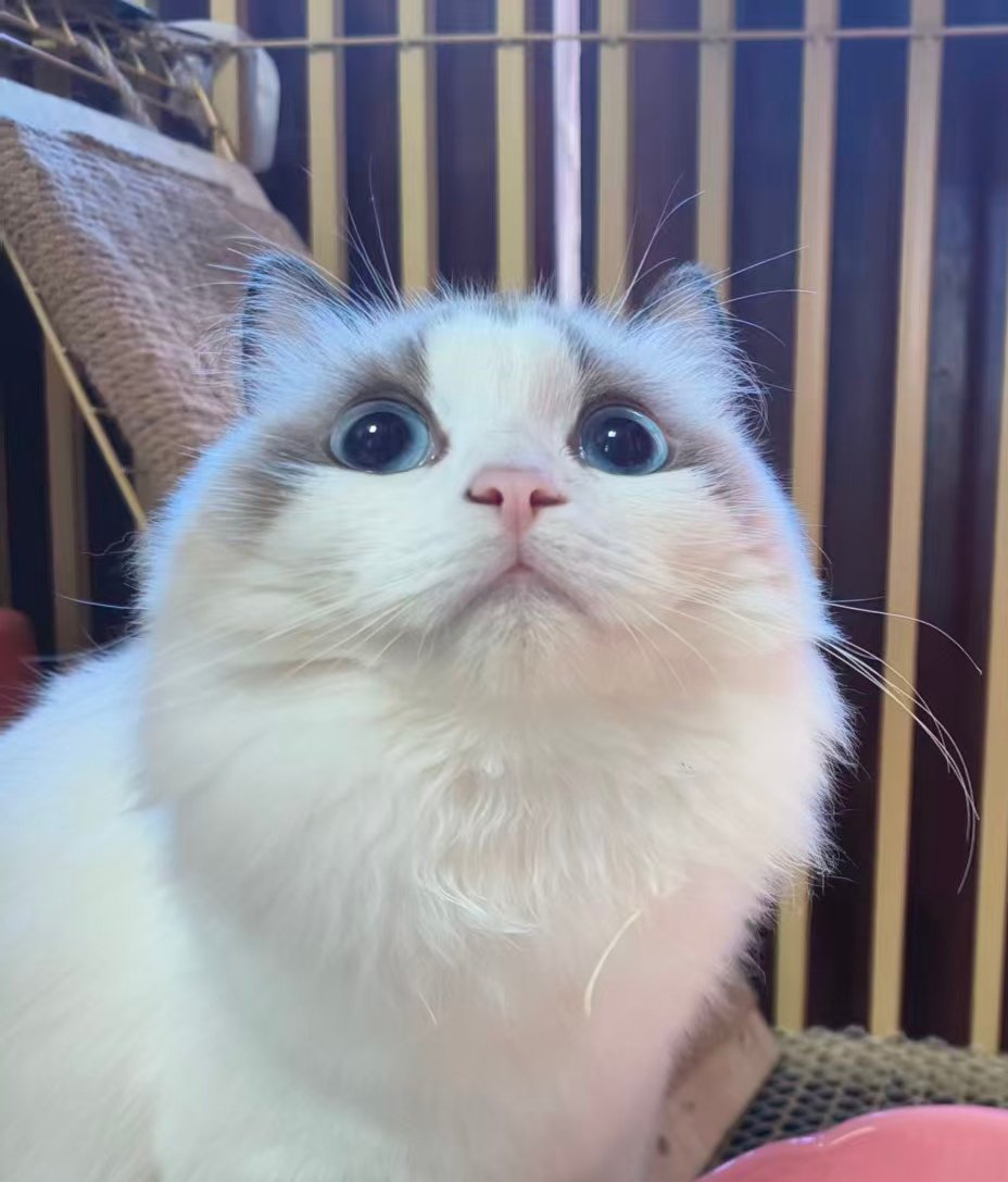 wulutuoleman's tweet photo. 这是一种邪恶的白色饭桶，看到这种生物的人类都会被其控制心智
#外星小猫 #洗脑 #人外 #诱惑 https://t.co/CLH12PtC4a