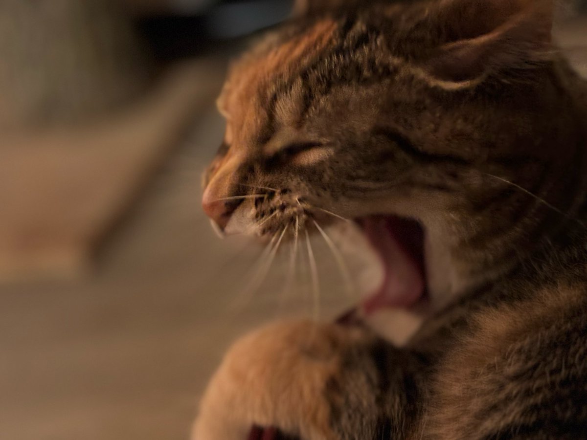 eggyweggie's tweet photo. I love my cat she is perfect https://t.co/h3SnXhPMrk