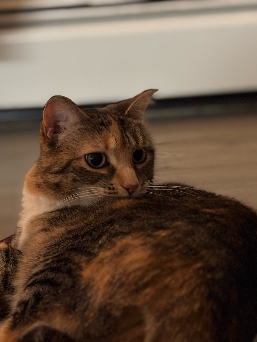 eggyweggie's tweet photo. I love my cat she is perfect https://t.co/h3SnXhPMrk