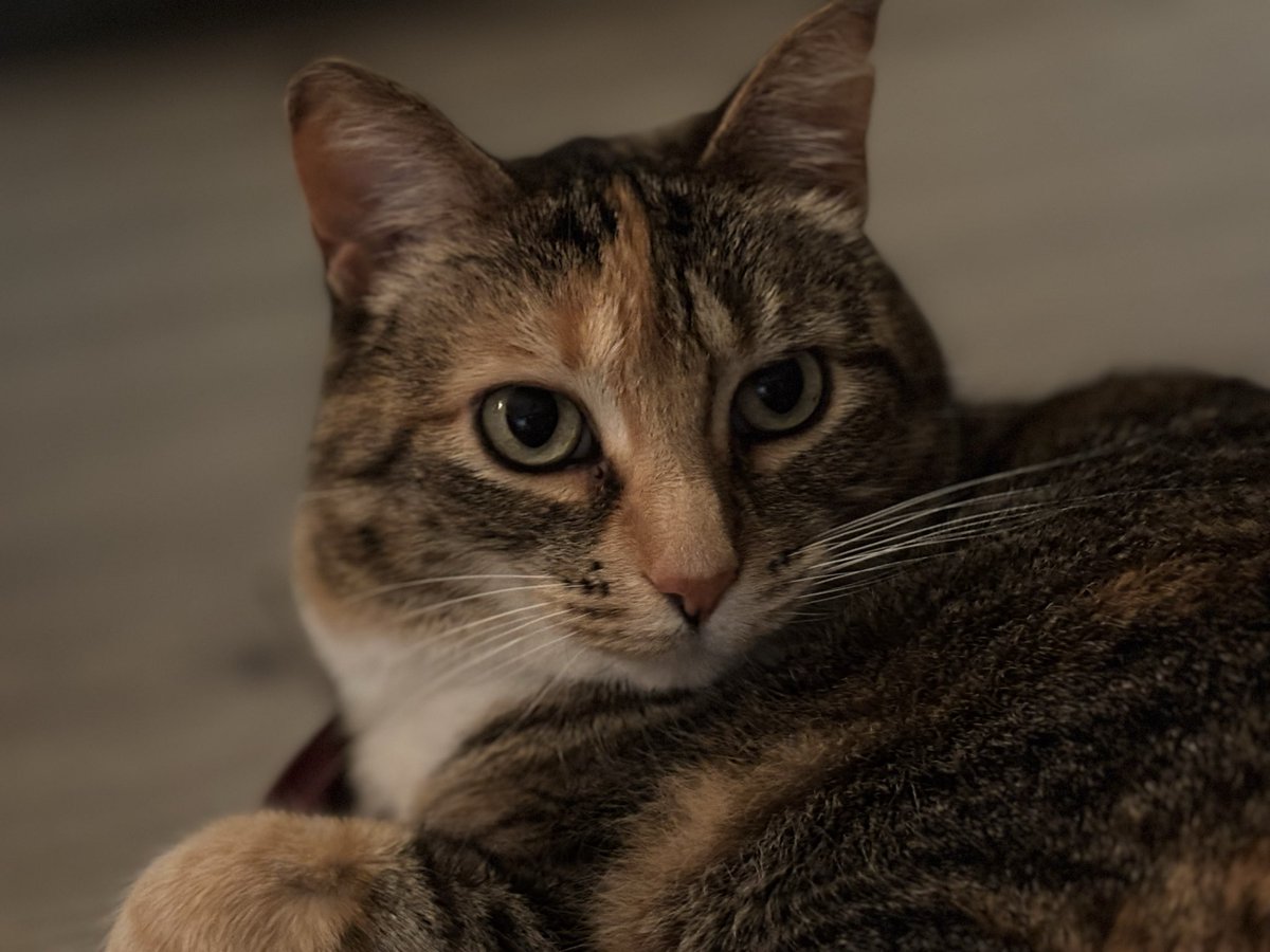 eggyweggie's tweet photo. I love my cat she is perfect https://t.co/h3SnXhPMrk