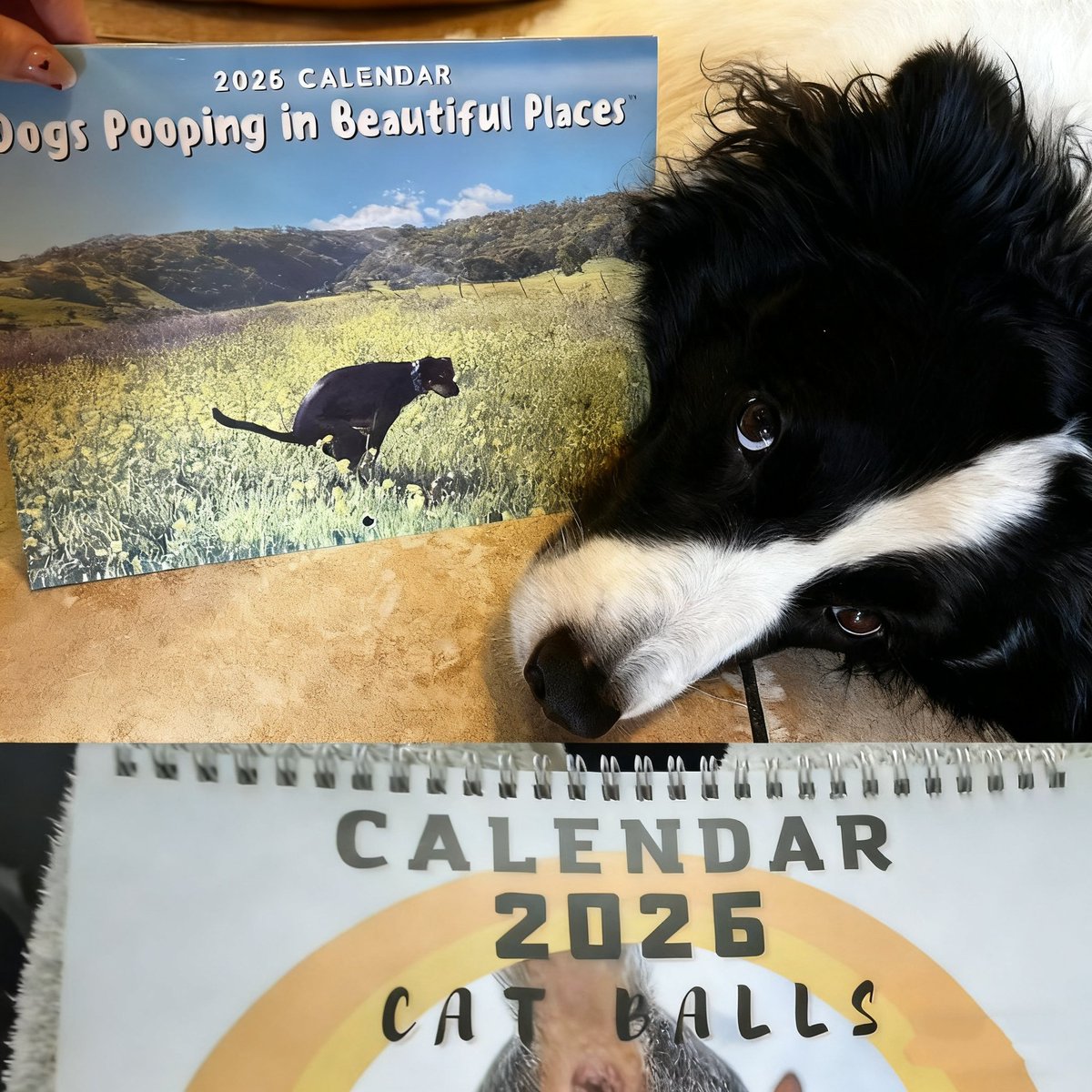 Gaopeng_Retail's tweet image. 🐕💩 2026&apos;s funniest calendar! 12 months of hilarious pooping dogs! Perfect gag gift for dog lovers &amp;amp; white elephant exchanges! High-quality glossy print! 😂

gaopengtoy.cn/products/2026-…

#DogLovers  #GagGift #DogCalendar
