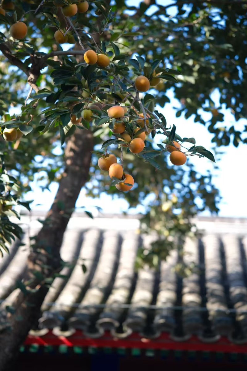 spine8c_c8's tweet image. “柿”“柿”如意，包好吃哒😋💕🌈
#ChinaTravel
#Beijing