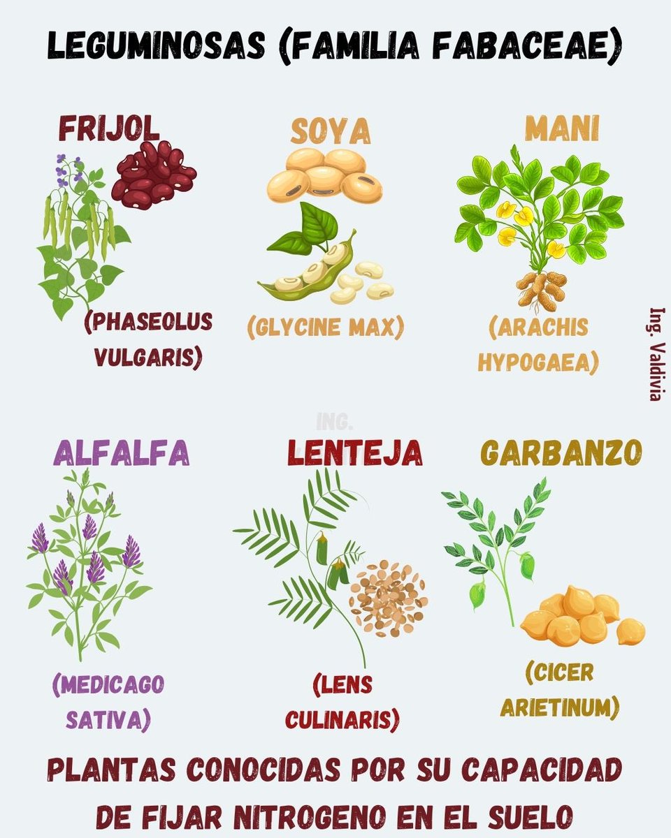 Conoce la familia de las leguminosas 🥜🫘