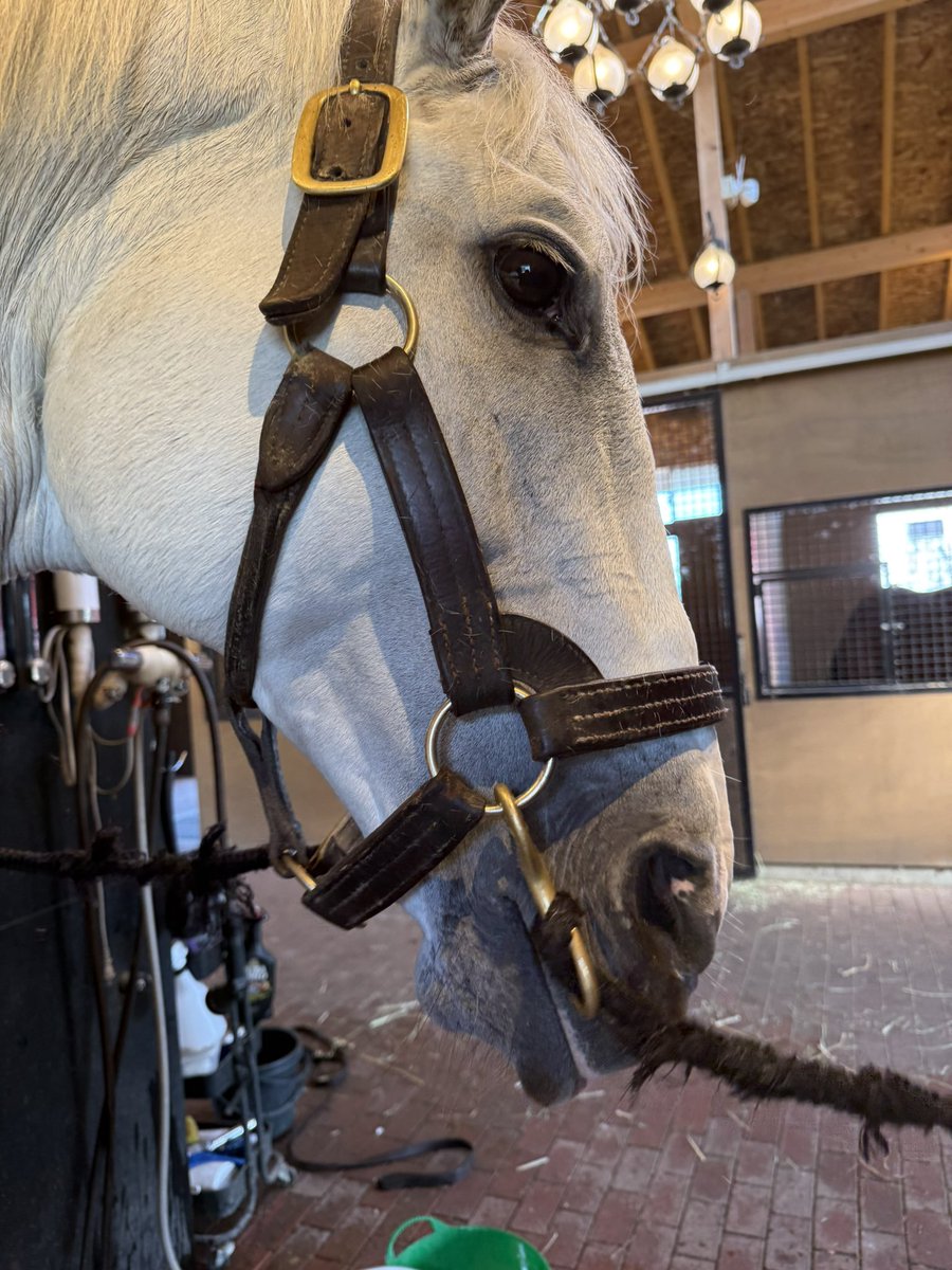 Versailles_Farm's tweet photo. トランセンドもレベル1となっています🐴
ラニは殺意がある目でこちらを…

クラウドファンディングの進捗は🐴
現在までに…
272名の皆さまから 5,811,000円（目標の11%） のご支援をいただきました‼️
本当にありがとうございます🙇‍♂️✨

一口一口の応援が、馬たちの未来を大きく変える力になっています。
心より感謝申し上げます。

目標の5,000万円、そして最終ゴール7,000万円に向けて、まだ挑戦は続きます。
どうか引き続きのご支援・シェアでの応援をよろしくお願いいたします！

👉 プロジェクトページはこちら
https://t.co/H6iFUCMxZ0

#クラウドファンディング
#引退馬と呼ばない未来へ
#ラニ
#トランセンド
#Yogibo
