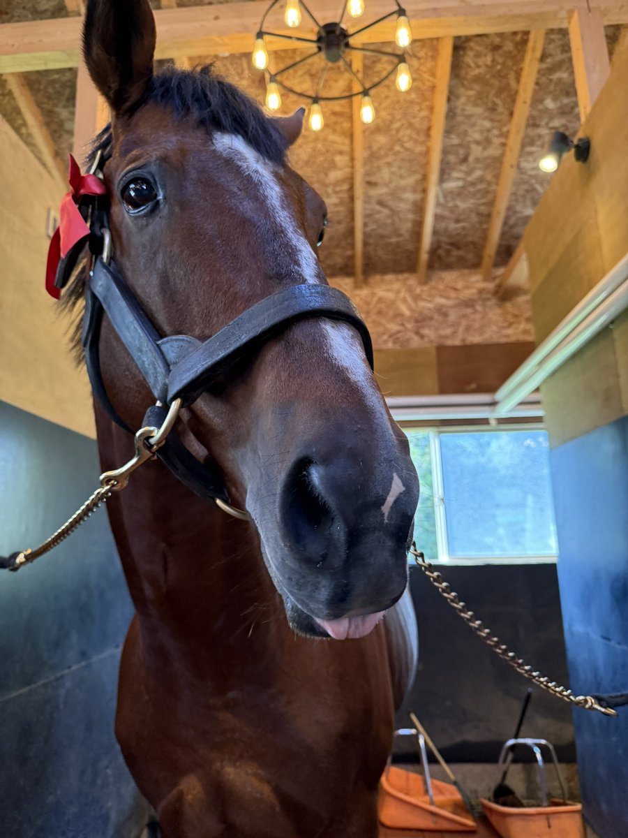 Versailles_Farm's tweet photo. トランセンドもレベル1となっています🐴
ラニは殺意がある目でこちらを…

クラウドファンディングの進捗は🐴
現在までに…
272名の皆さまから 5,811,000円（目標の11%） のご支援をいただきました‼️
本当にありがとうございます🙇‍♂️✨

一口一口の応援が、馬たちの未来を大きく変える力になっています。
心より感謝申し上げます。

目標の5,000万円、そして最終ゴール7,000万円に向けて、まだ挑戦は続きます。
どうか引き続きのご支援・シェアでの応援をよろしくお願いいたします！

👉 プロジェクトページはこちら
https://t.co/H6iFUCMxZ0

#クラウドファンディング
#引退馬と呼ばない未来へ
#ラニ
#トランセンド
#Yogibo