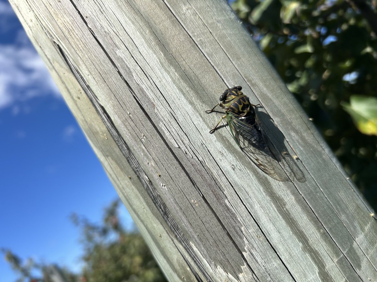 jonostears's tweet photo. One more orchard pic #cicada https://t.co/OXh3fCfaUJ