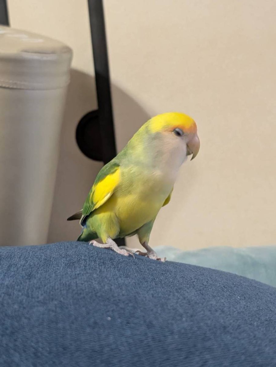 小桜yuki🦜 (@yuki79668126) / Posts / X