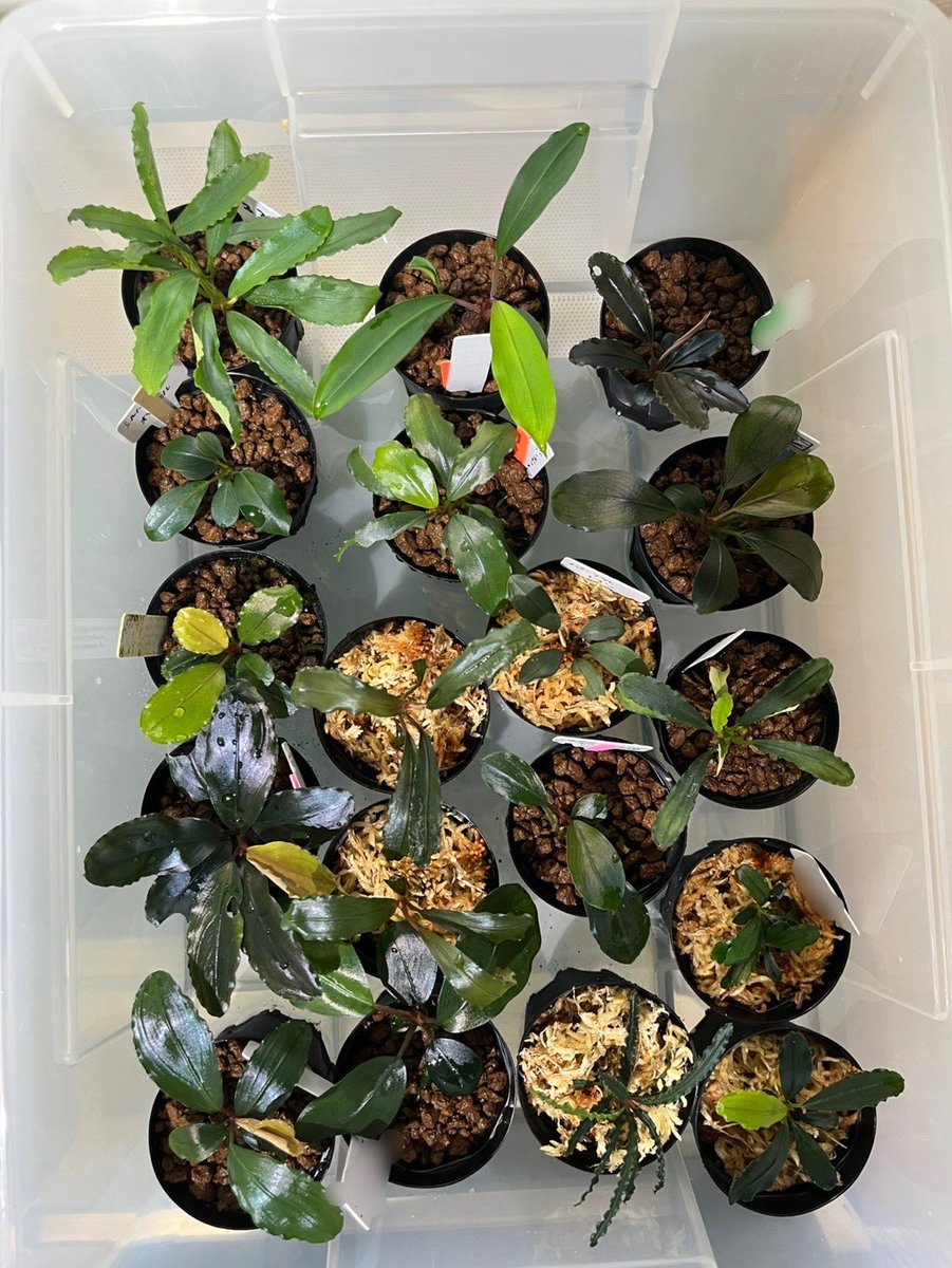 みんと🦐🌱 (@MintoAqua) / Posts / X