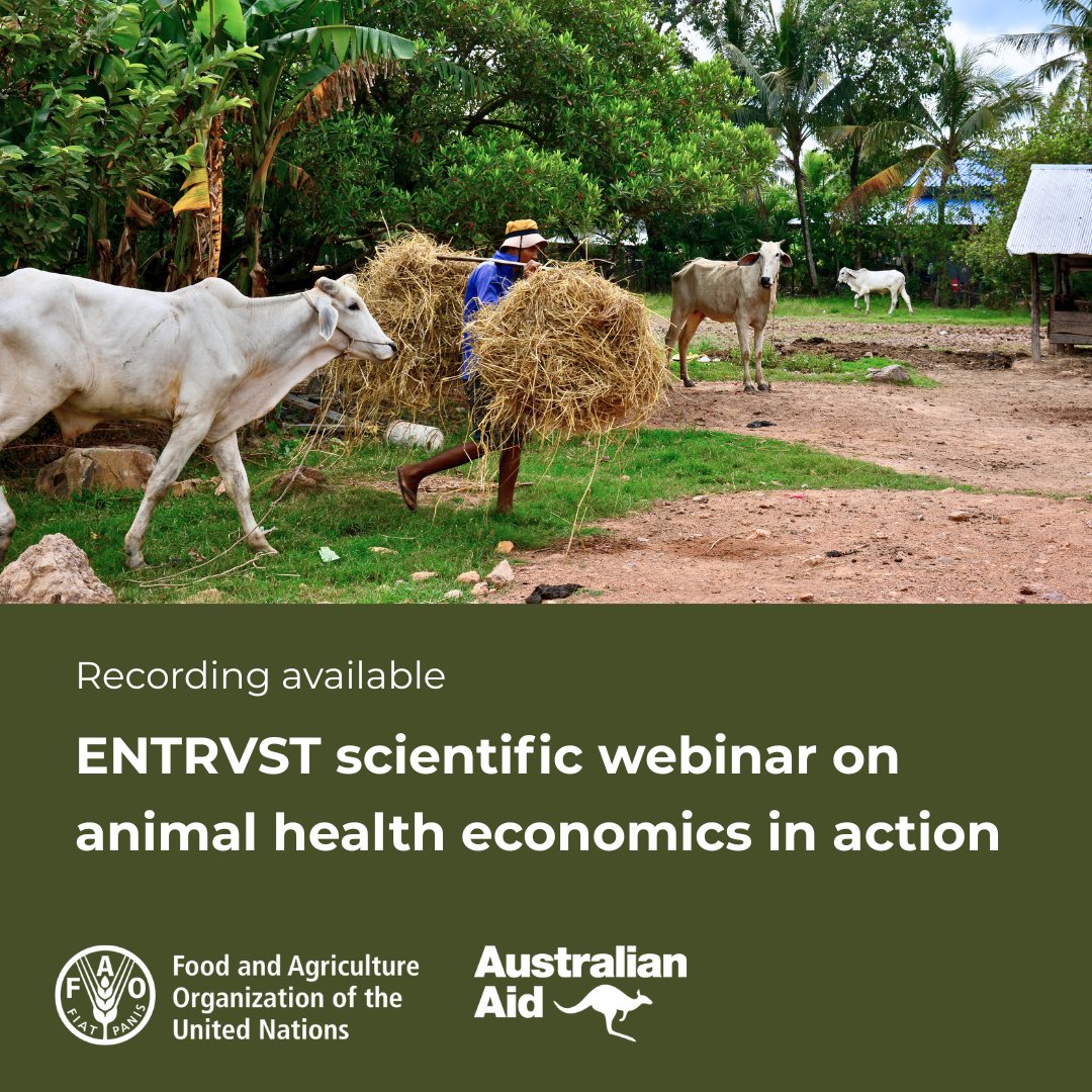 FAOAsiaPacific's tweet photo. Better animal health data means:
☑️Better policies
☑️Better planning
☑️Better production
☑️Better life
The #ENTRVST webinar shows how measuring the true burden of animal diseases guides smarter resource allocation in Asia and the Pacific.
Watch here👉👉https://t.co/TmXiXejPqa https://t.co/gdnGpOusTk