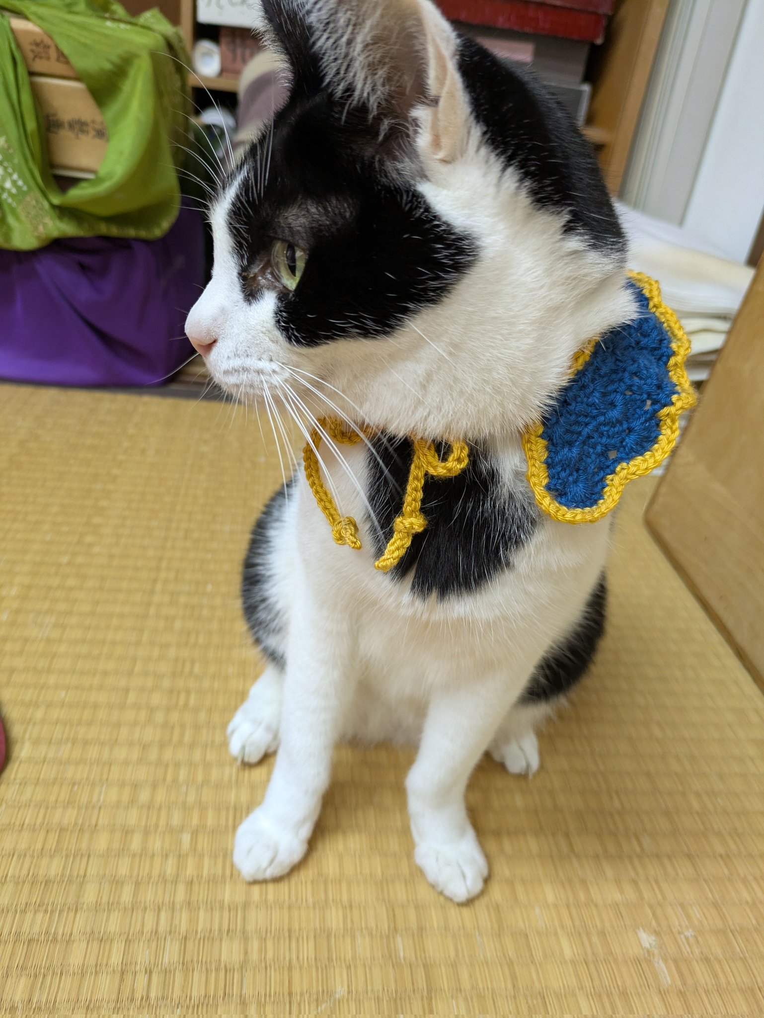 ねこ うい姫日記🐾 on X: 