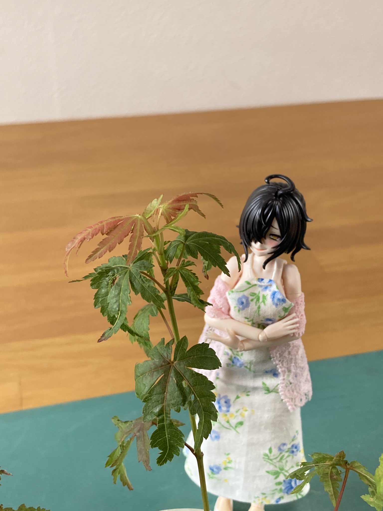 Y*e様 【ラスト小葉/安心の発根済株/鉢込/新芽3か所程度】 斑入り パンダガ 鴉 on X: 