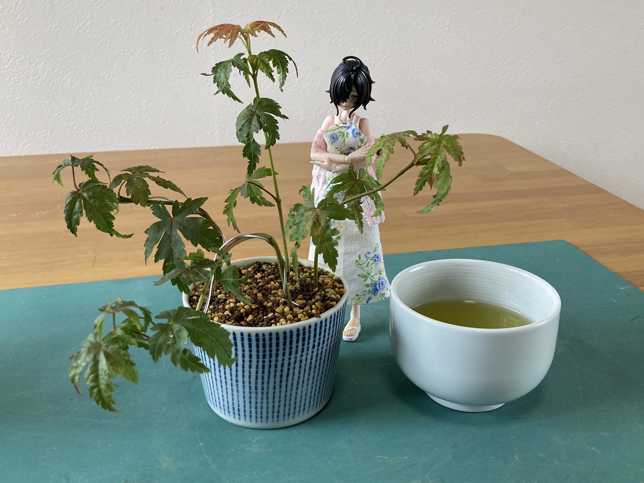Y*e様 【ラスト小葉/安心の発根済株/鉢込/新芽3か所程度】 斑入り パンダガ Angel Panda on X: 