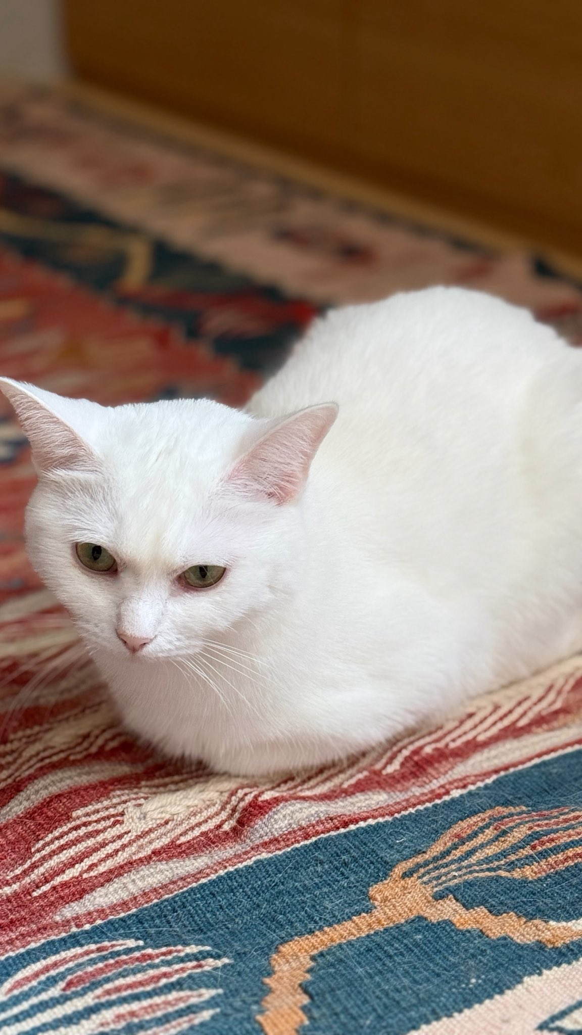 白猫屋 猫ハウス&キャットタワー 四角BOX④横扉丸 ｜ 猫のための木工所