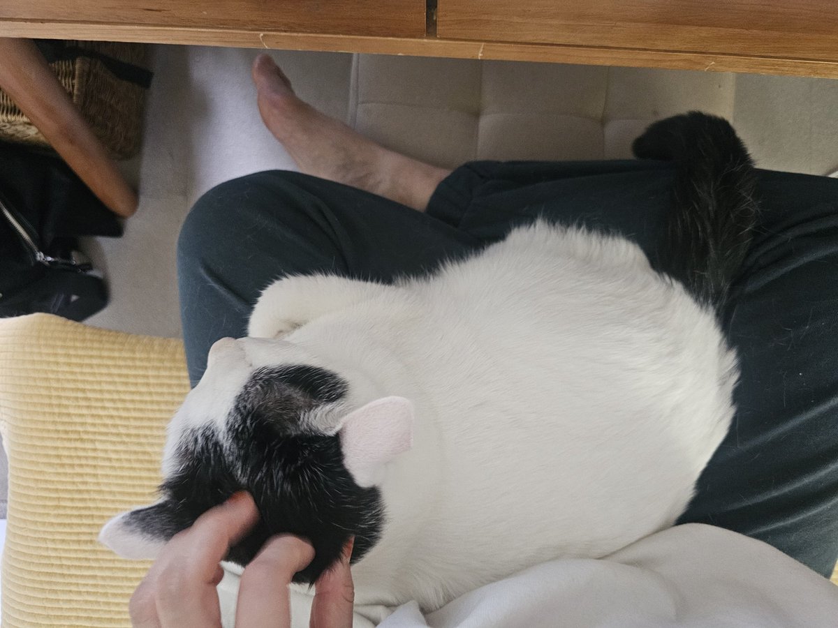 아까는 비 오는 것 같더니 지금은 날씨가 좋아보인다... 너무 하기 싫었지만 일어나서 밥 먹고 코딩 중
후추한테 키보드 좀 그만 밟고 그냥 앉아있으랬더니 아주 자리 잡으심