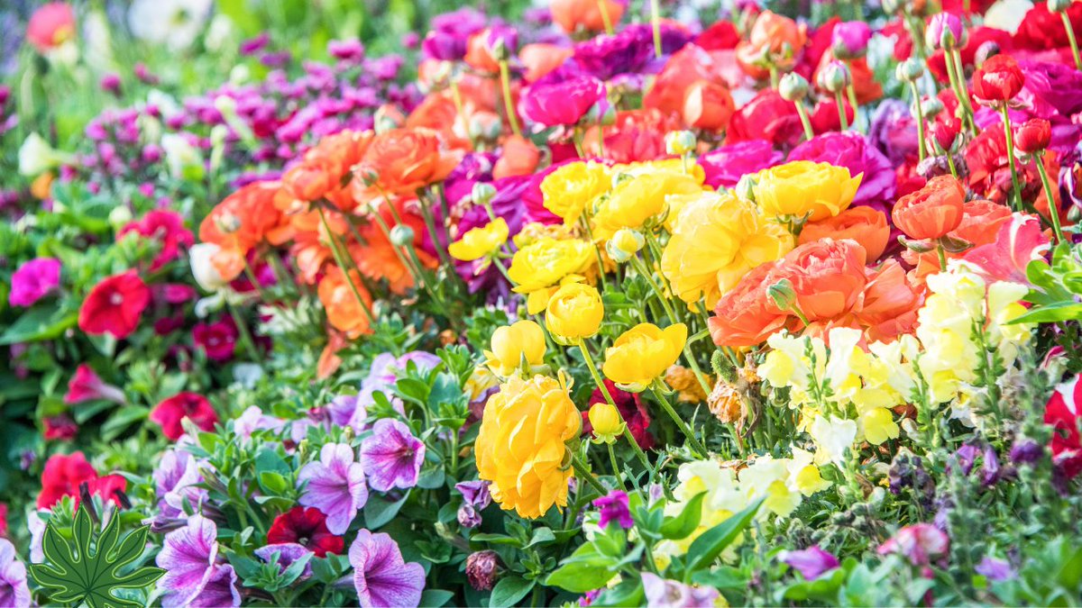 WildRootGarden's tweet photo. ๐ฟ Did you know spending just 15 minutes in your garden can lower stress, boost happiness, and even improve your sleep? ๐ธ
#GardeningJoy #PlantLovers #ColorStorm #PatioGoals #BloomingBold #GardenLuxury #FlowerSpectacle #fblifestyle #NatureStatement #VibrantLiving https://t.co/fIEb0rzkVa