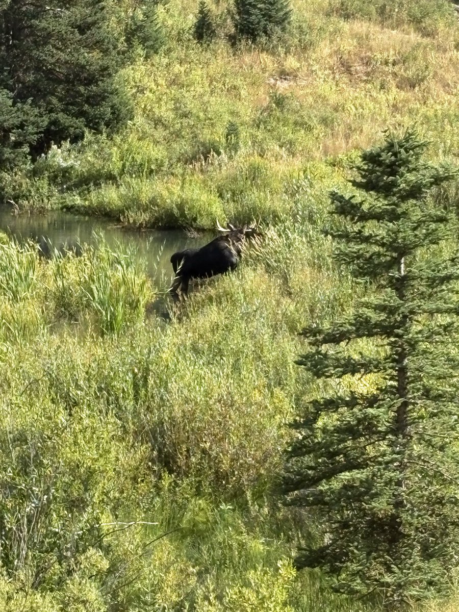 utsnowhunter's tweet photo. I love moose 🫎! https://t.co/VRwAeAJa4Y