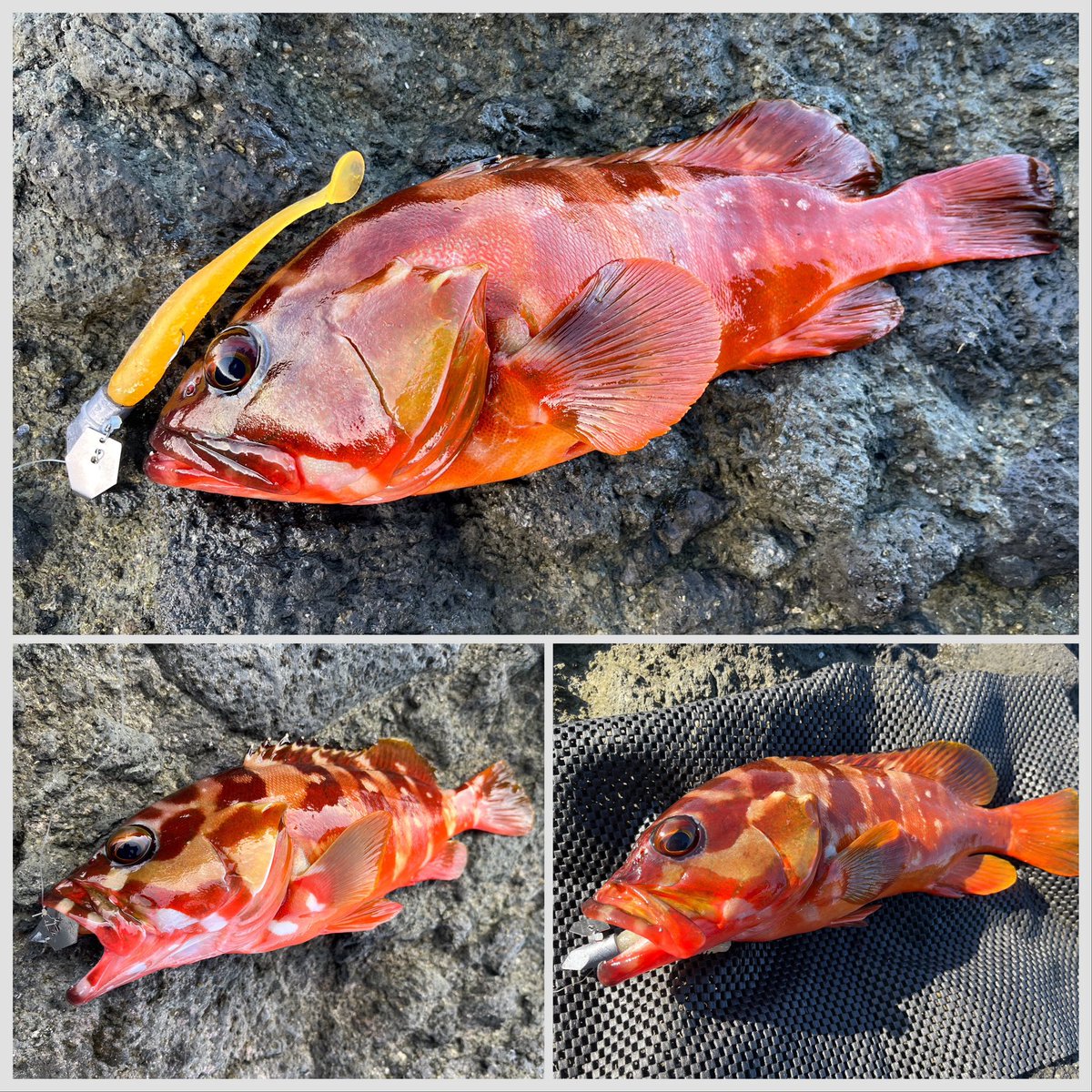 緊急入荷❗早い者勝ち❗無くなり次第終了❗ しん (@motomoto0311) / X