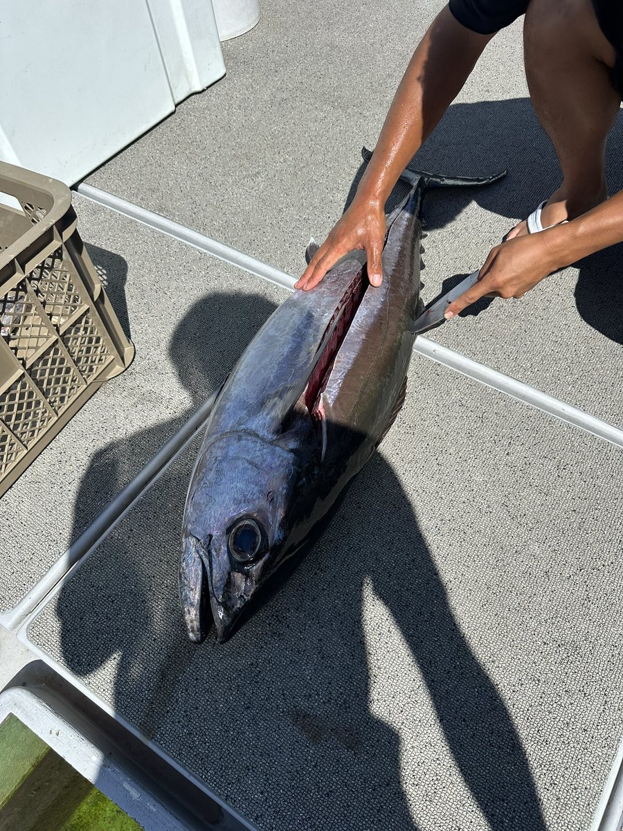 まっちょになれると噂の島に来てます
おっきな魚釣りたいです
