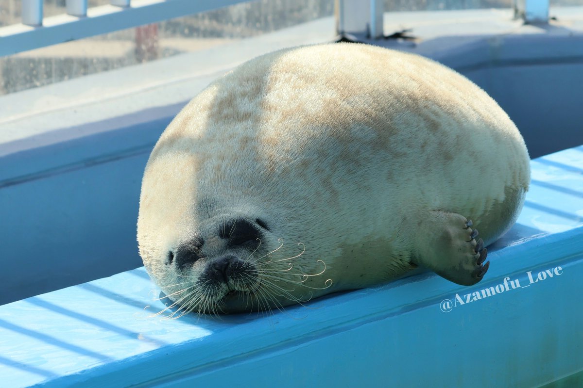 Azamofu_Love's tweet image. くるくるのおひげも美しくあらせられるよう様🦭✨️

2025.10　よう
#とっかりセンター #アザラシランド
#ワモンアザラシ #アザラシ