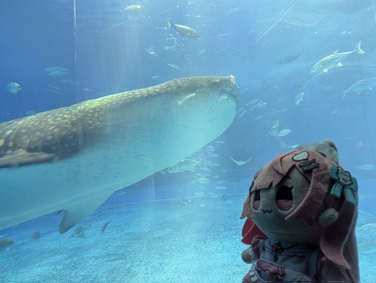 ♡海外マステ♡  空物馆  さん  绒心薄荷熊（水晶 ） 時雨⚓️🎀🐾 on X