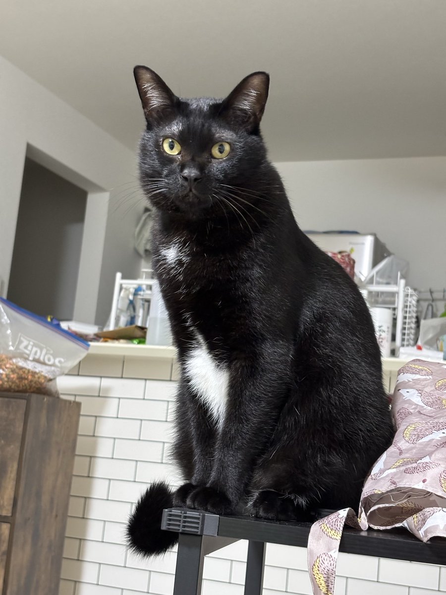 【黒猫】 Amazon.co.jp: ご縁猫 ミリオネアキャット(S-SIZE 黒 Black