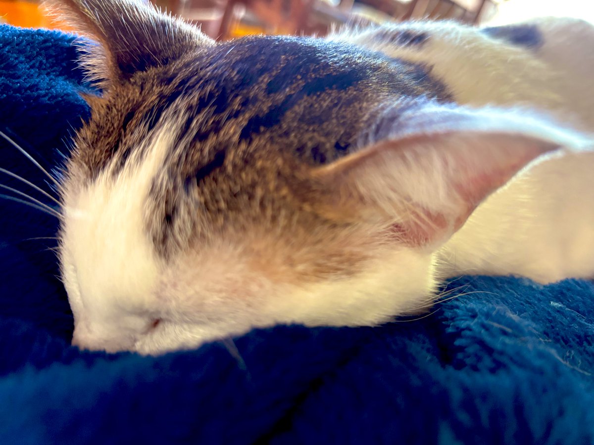仕事前に銀行行かなきゃ行けないのに、猫のおねんねのせいで行けない､､､