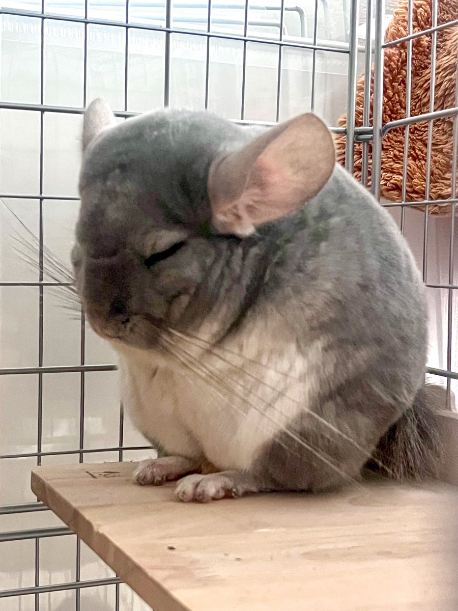 lala_chinchilla's tweet image. チンチラのおててないないも可愛い😘
#チンチラ #chinchilla