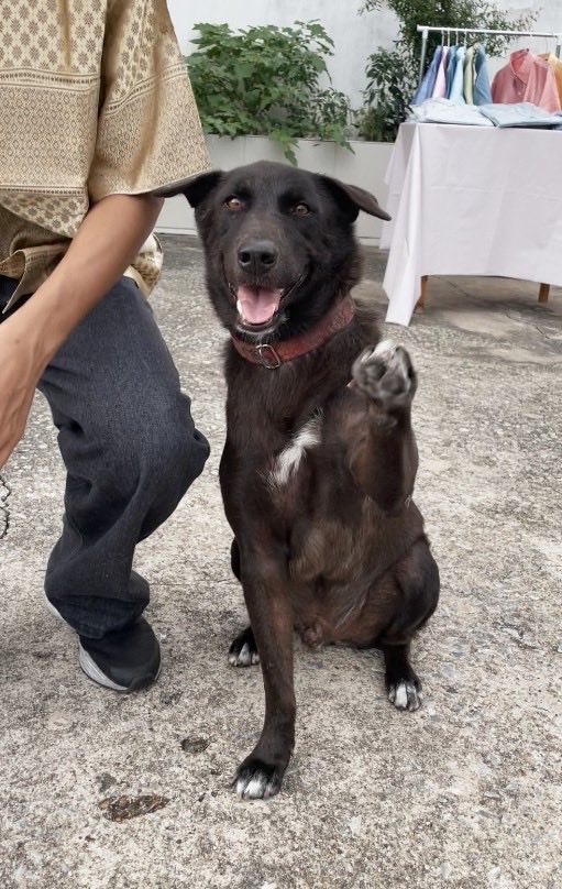 janxmp's tweet image. #ตามหาหมา 
น้องหายไปช่วงประมาณ ตี 05.30 หน้าวัดชังเรือง (สุขสวัสดิ์ 78) ใครเจอน้องแจ้งเดมมาได้เลยนะคะ
#หมาหาย #สุขสวัสดิ์78 #วัดชังเรือง #ตามหาน้องหมา #พระสมุทรเจดีย์ #พระประแดง