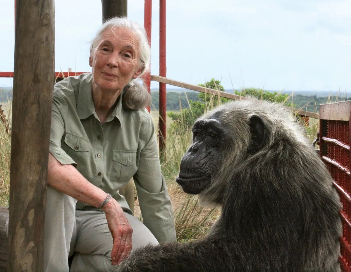 Dr Jibril S. Owomugisha (@dr_jibcares) on Twitter photo “What you do makes a difference, and you have to decide what kind of difference you want to make.” — <a href="/JaneGoodallInst/">Dr. Jane Goodall & the Jane Goodall Institute</a>
As Uganda, we celebrate life & legacy of Jane Goodall (1934-2025)
Her contributions on chimpanzee conservation, will forever be appreciated
#JaneGoodallRIP “What you do makes a difference, and you have to decide what kind of difference you want to make.” — <a href="/JaneGoodallInst/">Dr. Jane Goodall & the Jane Goodall Institute</a>
As Uganda, we celebrate life & legacy of Jane Goodall (1934-2025)
Her contributions on chimpanzee conservation, will forever be appreciated
#JaneGoodallRIP