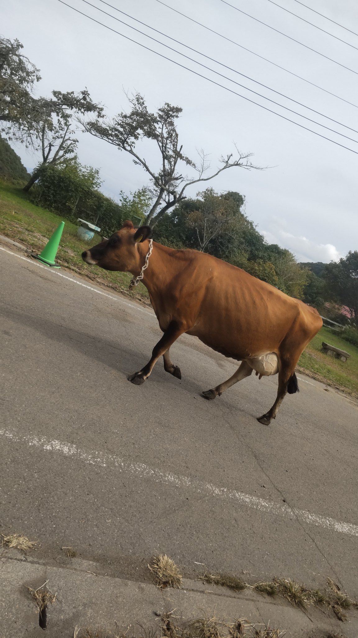 神津牧場【公式】 on X: 