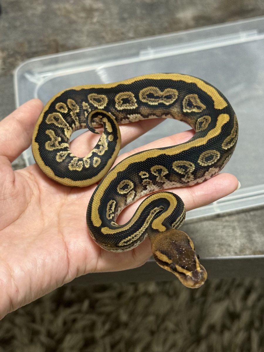 asahi_royals's tweet image. ãšãã¶ãåžè²©å£²åäœç޹ä»âšâ©
1.1 Mahogany Sable RedStripe dh Clown Piebald
80,000å/100,000å
â»äºå売çŽå¯
#αRsCB
#Ballpython
#ããŒã«ãã€ãœã³
#ãšãã¶ãåžè²©å£²åäœ
#burikura
