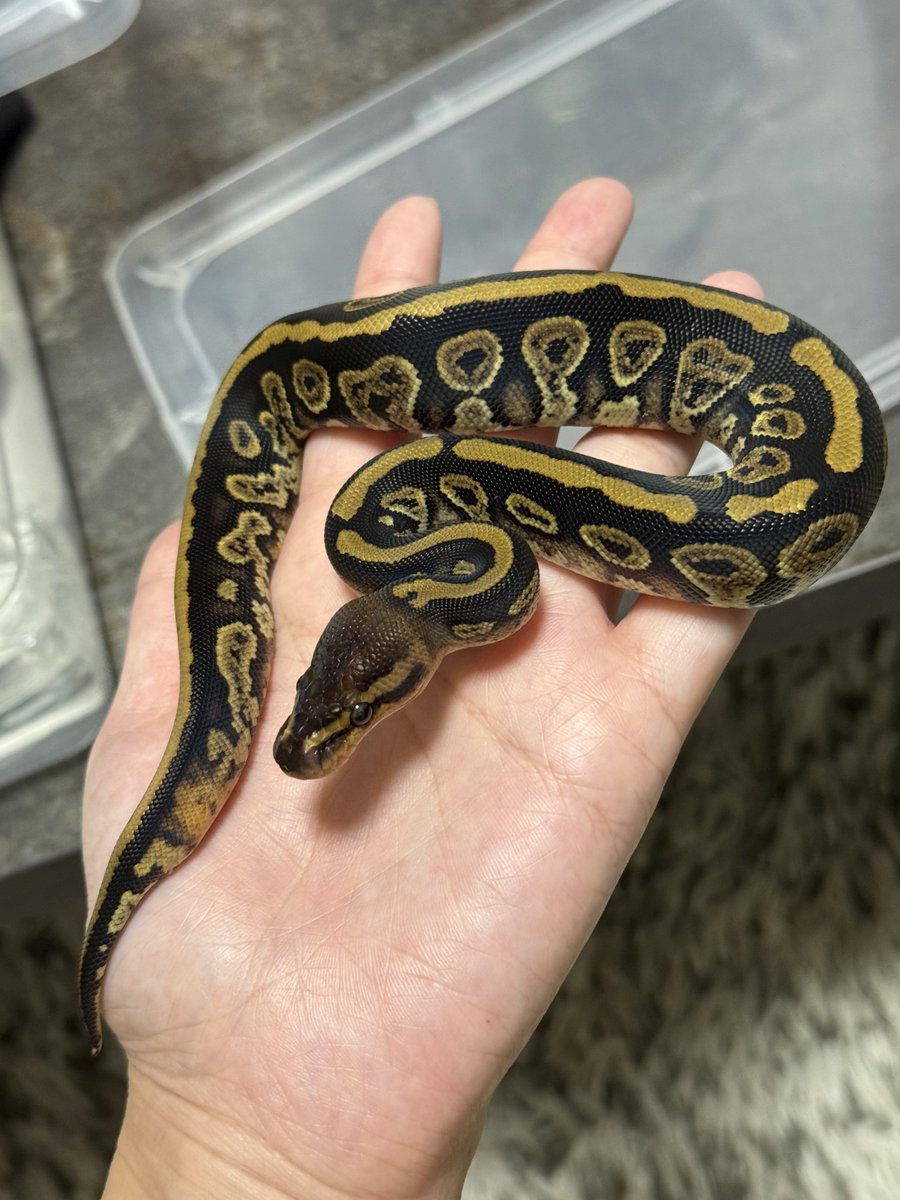 asahi_royals's tweet image. ãšãã¶ãåžè²©å£²åäœç޹ä»âšâ©
1.1 Mahogany Sable RedStripe dh Clown Piebald
80,000å/100,000å
â»äºå売çŽå¯
#αRsCB
#Ballpython
#ããŒã«ãã€ãœã³
#ãšãã¶ãåžè²©å£²åäœ
#burikura