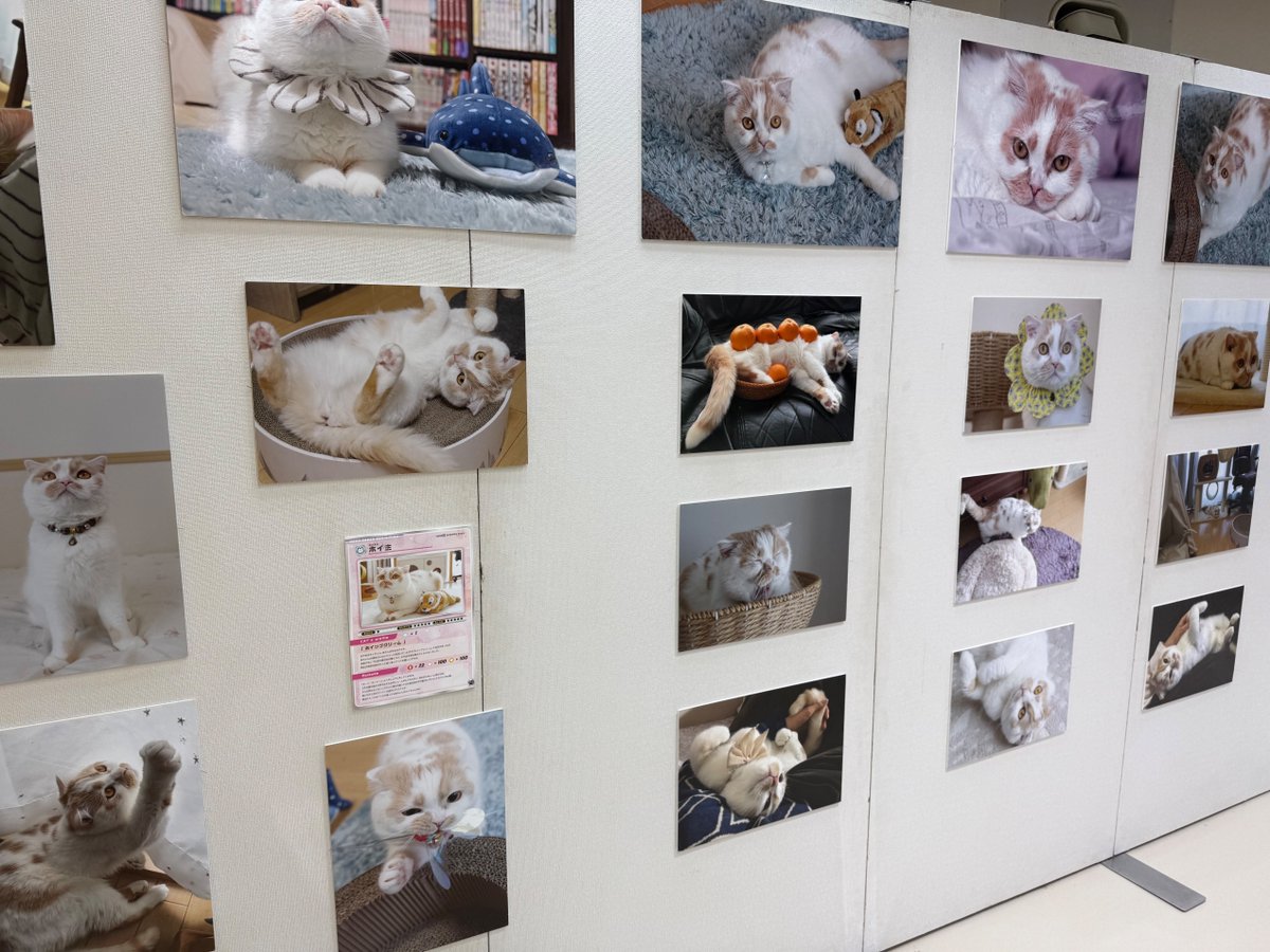 baconcoltd's tweet photo. 😻【開催中】
猫の写真・雑貨・グッズが大集合🐾
見て・選んで・楽しめる空間をお楽しみください✨
📍まるひろ川越店｜10/6(月)まで
📎 https://t.co/yAJJ5JEMuS
#川越イベント #猫イベント https://t.co/yMKRgYvKTz