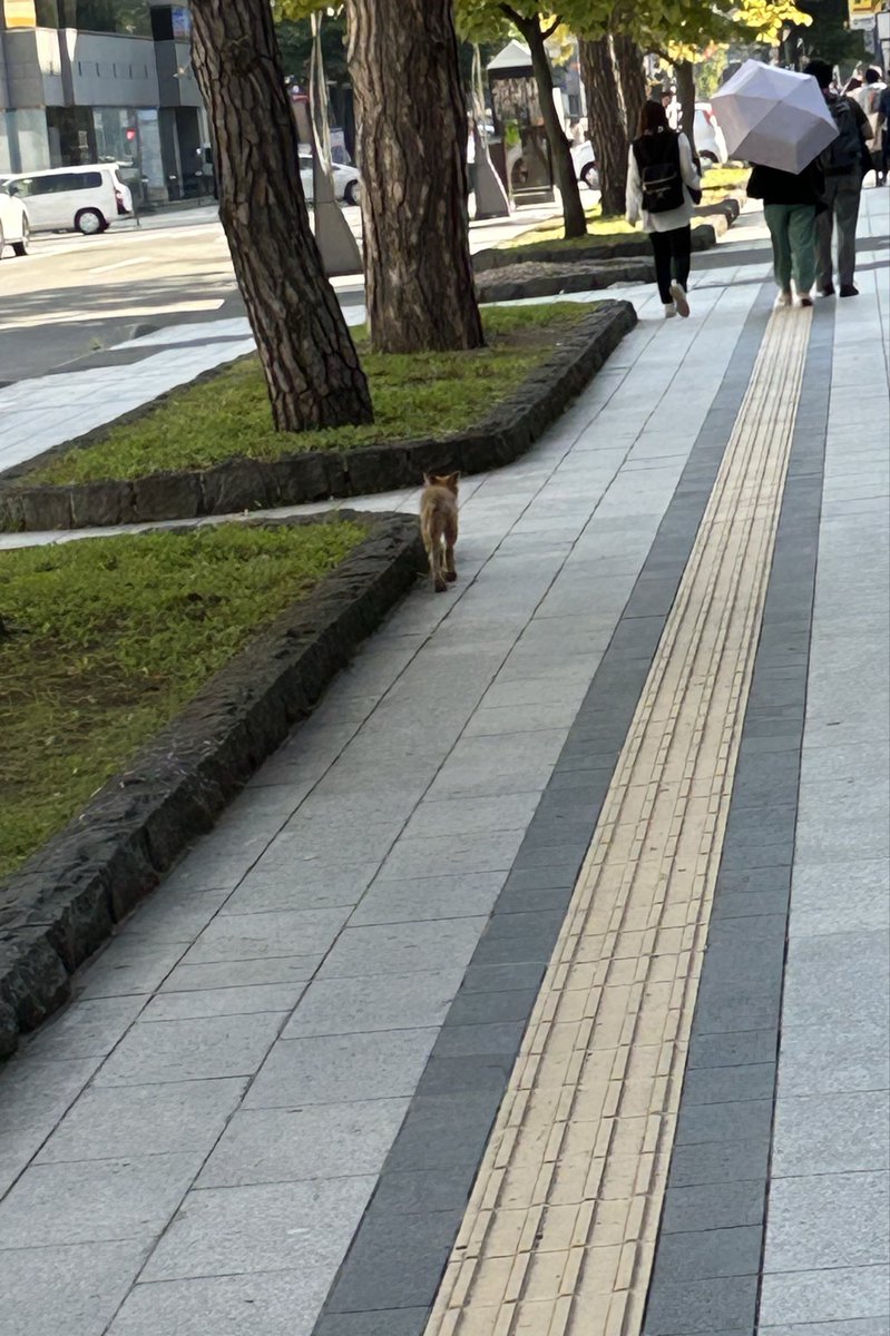 STVにキツネ！？ #ラジオノマド