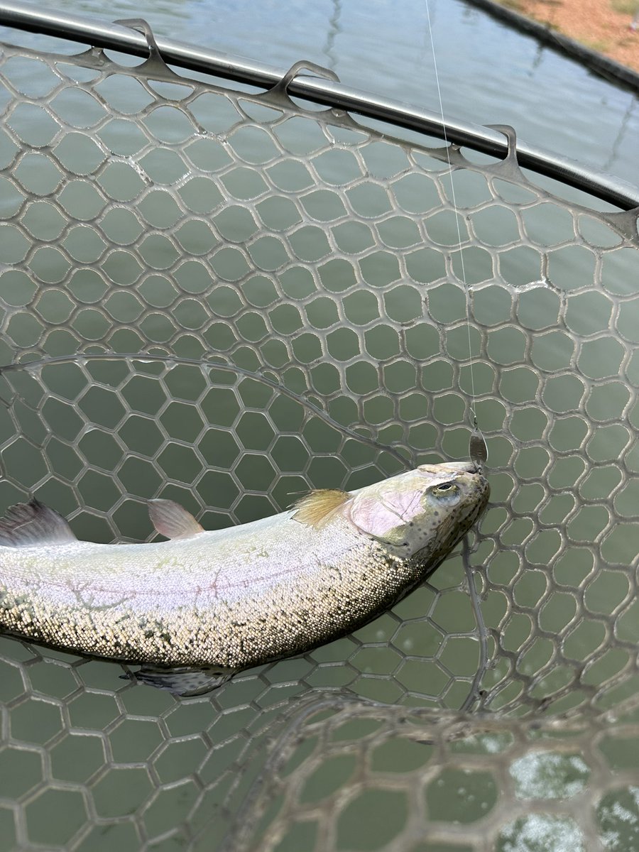 テクテク散歩 安全靴 ミズノ mizuno プロテクティブスニーカー F1GA2512