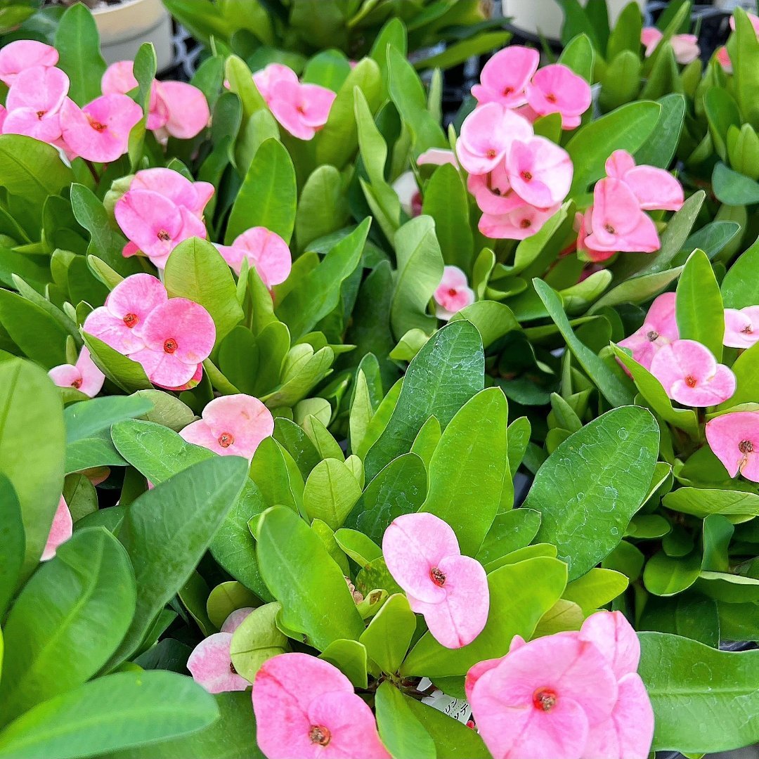 ふんわりと柔らかなピンクの花が次々に咲き重なるハナキリン・ティアラ