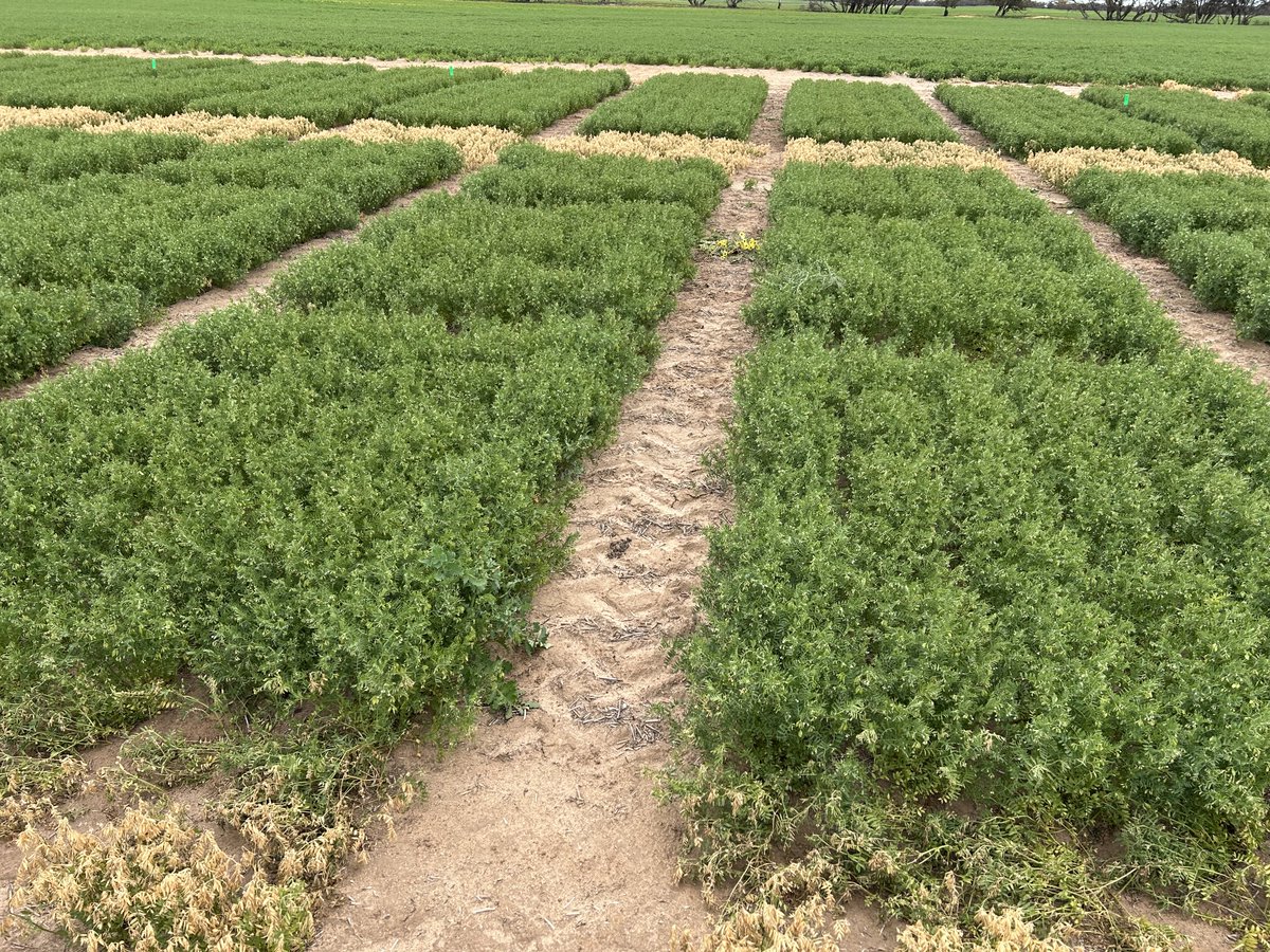 SouthernPulse tweet media