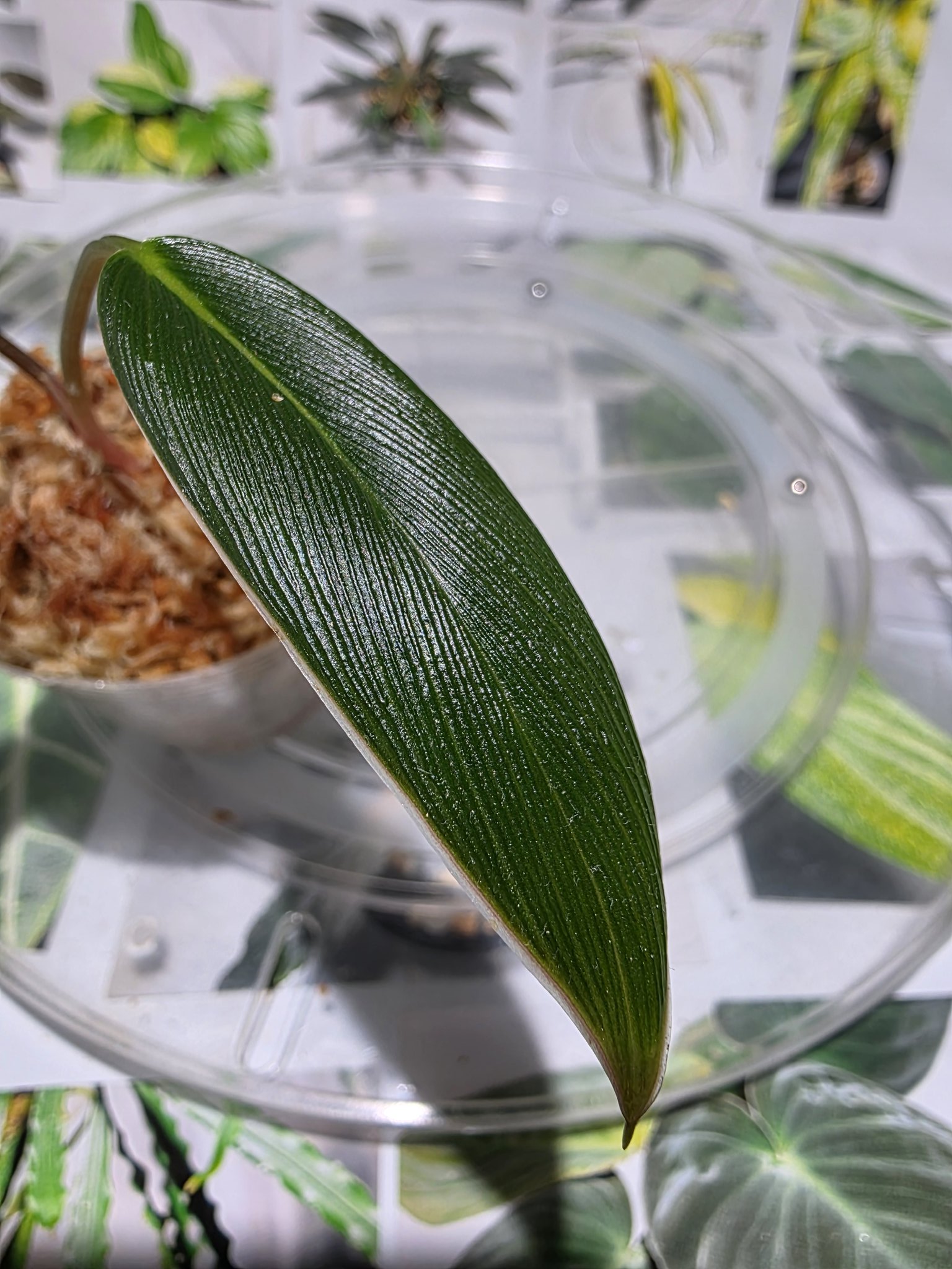 Homalomena \"超蛇腹\" from Kalimantan ★ホマロメナ Homalomena 