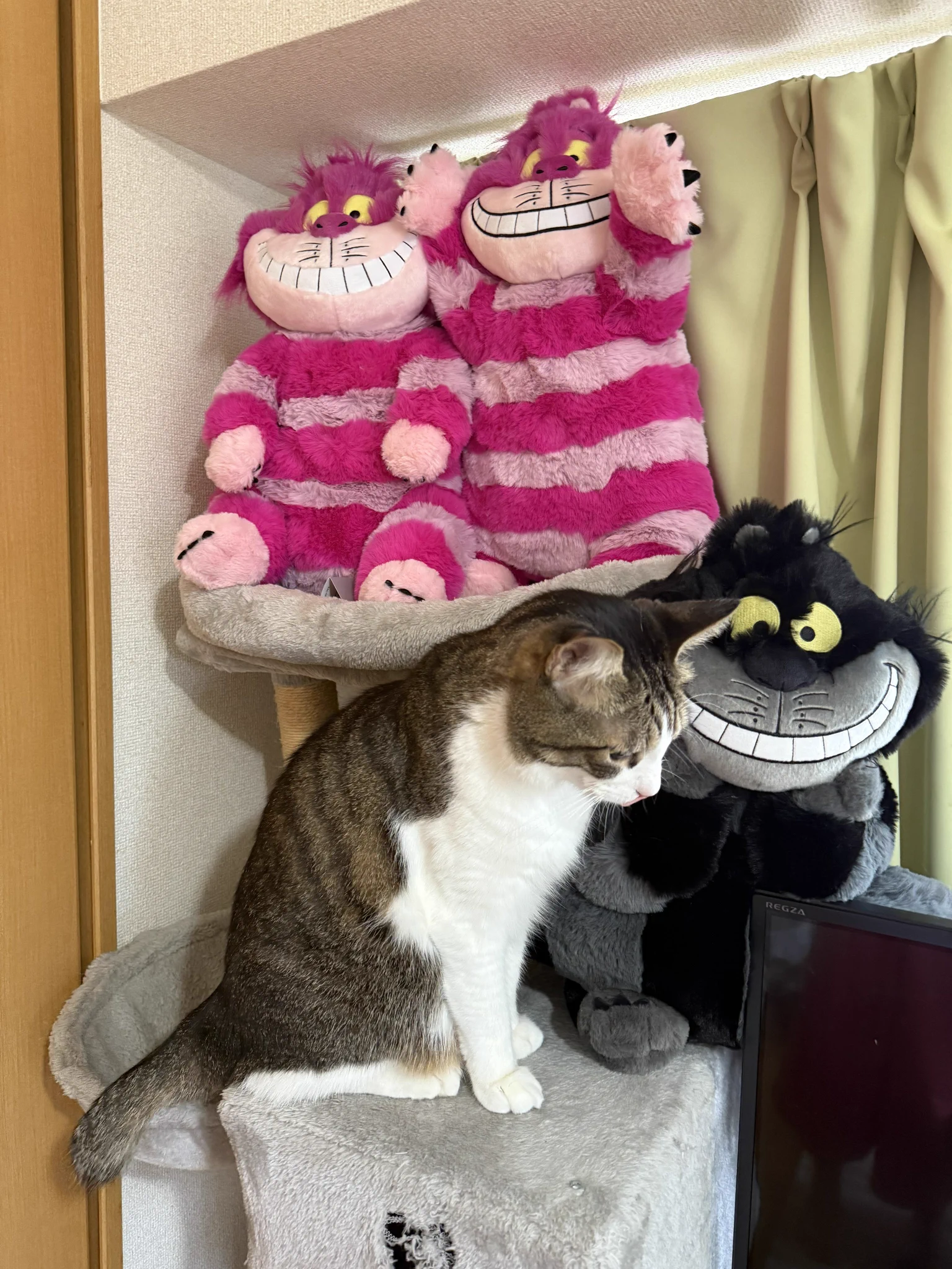みけねこ🐈チェシャ猫さんのストーカー on X: 